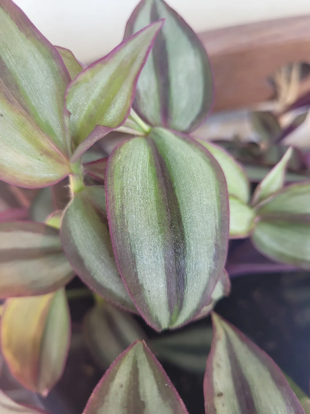 Zebra Plant and Purple Heart in Blue Pot thumbnail