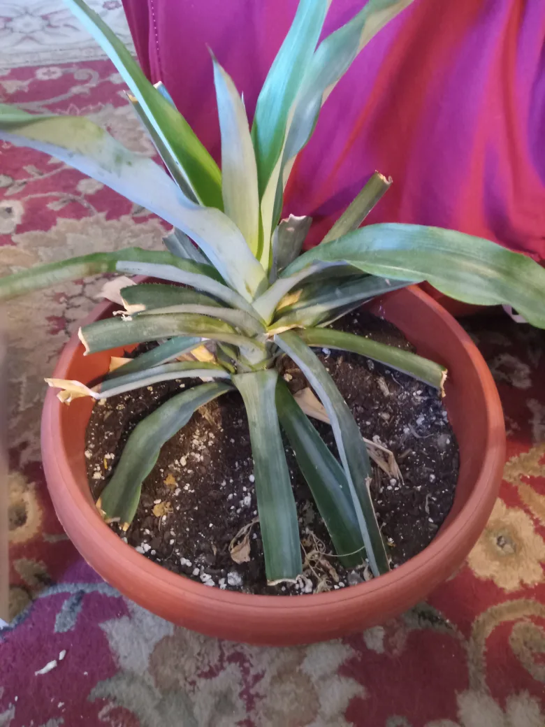 pineapple plant thumbnail