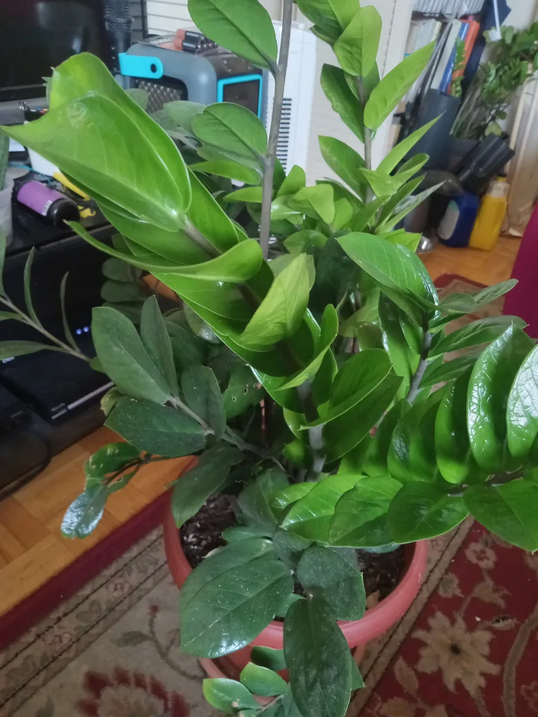 ZZ Plant in Terra Cotta Pot image indicator(3)