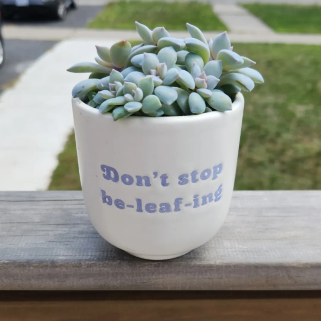 graptopetalum superbum succulent arrangement 🥕 image indicator(2)