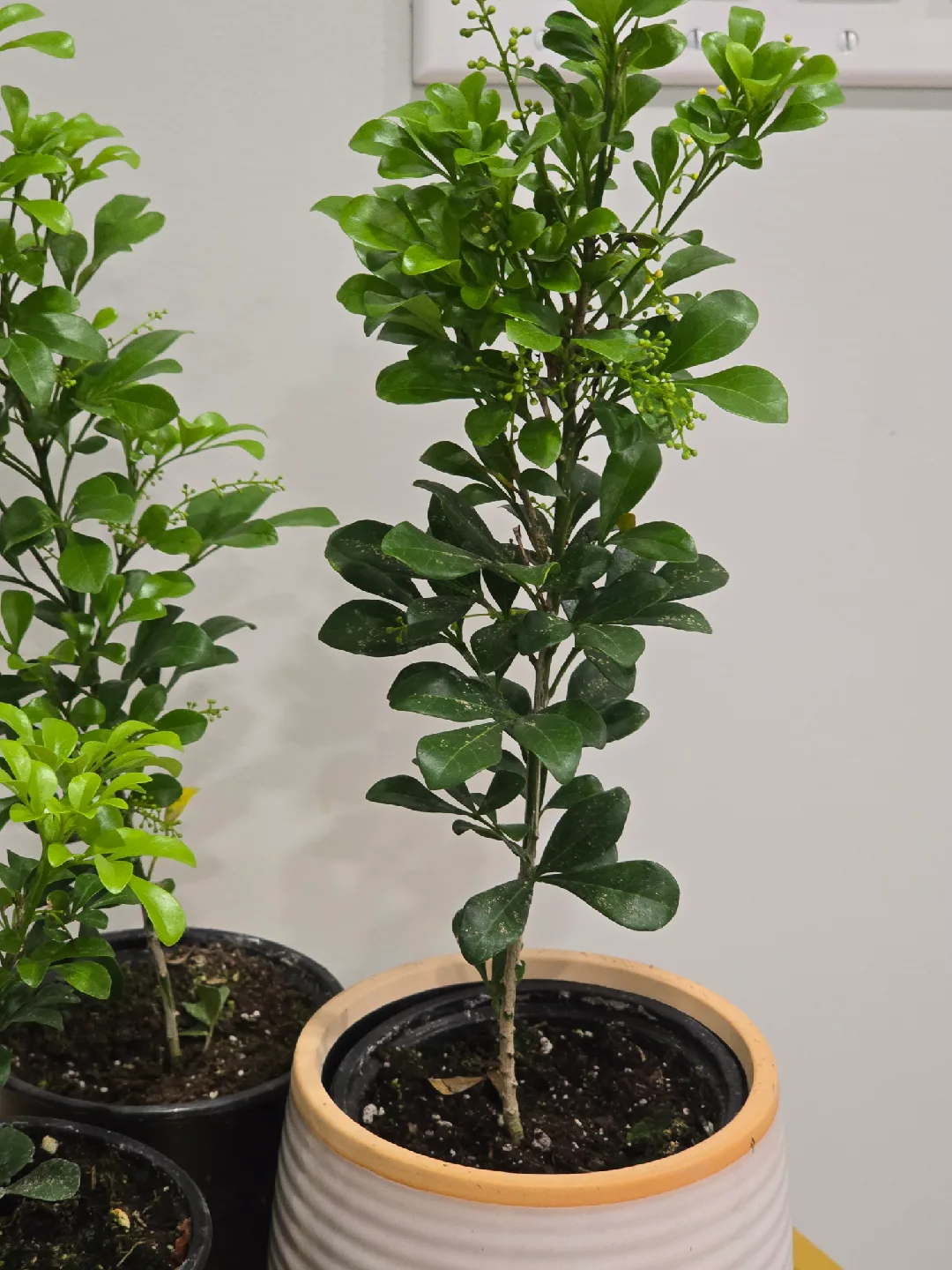 Chinese perfume tree image indicator(9)