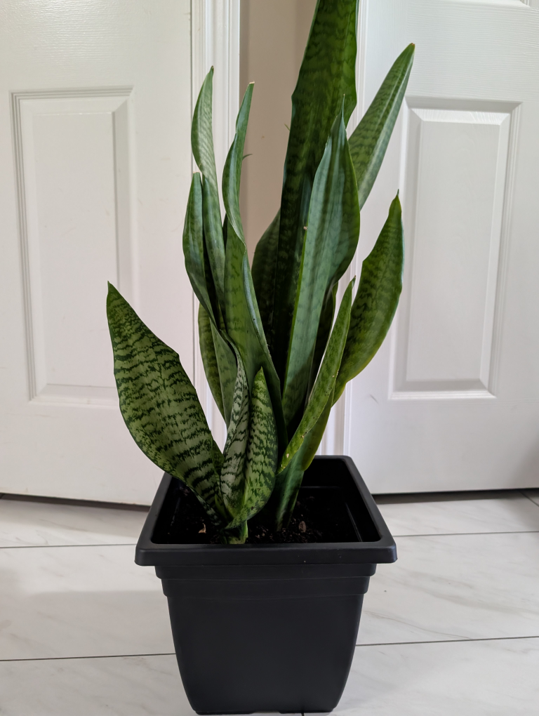 Snake Plant in Black Pot