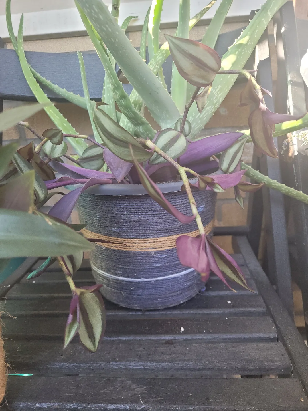 Potted inch plants & Aloe Vera Plant thumbnail