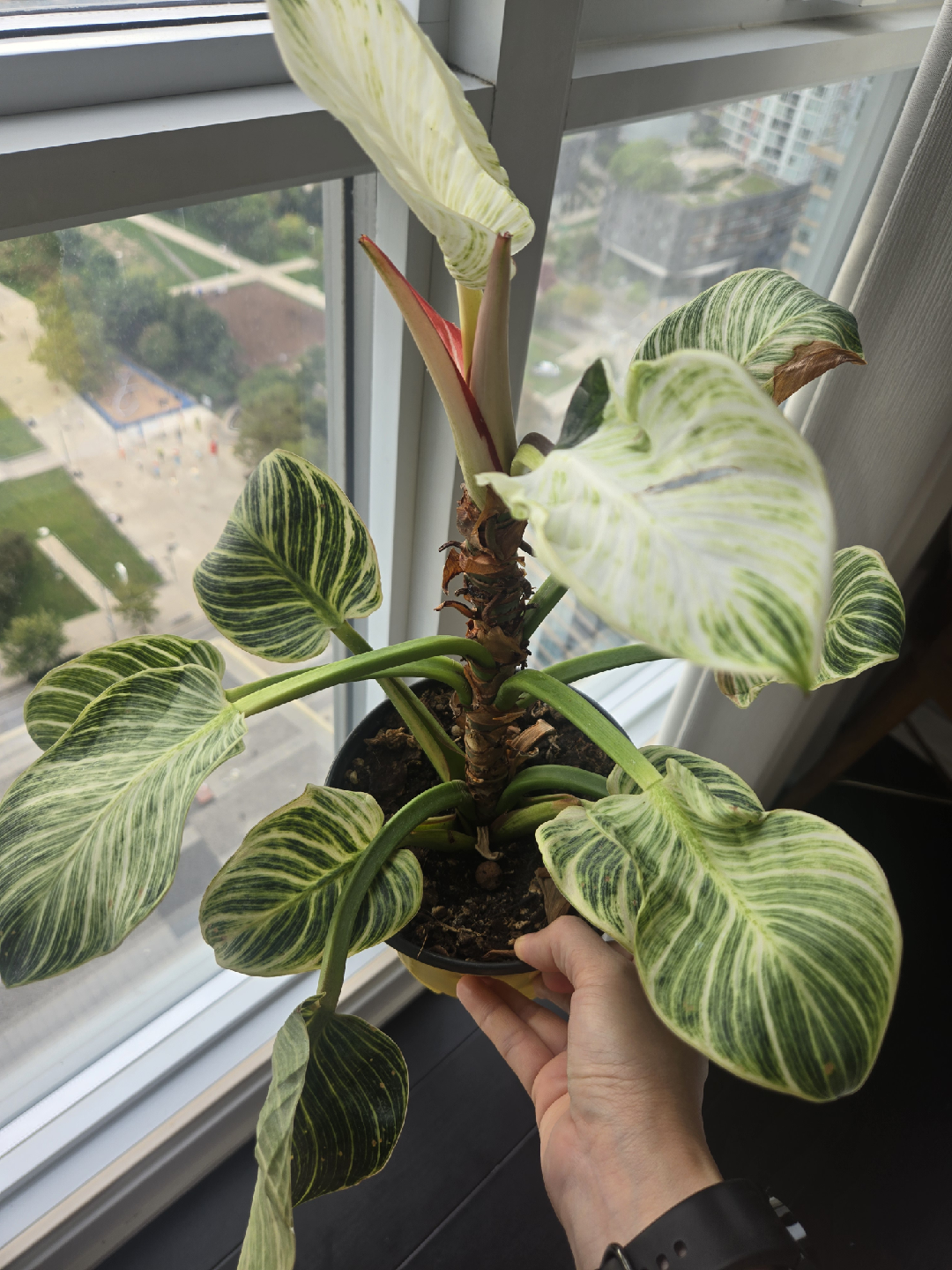 Philodendron Birkin plant