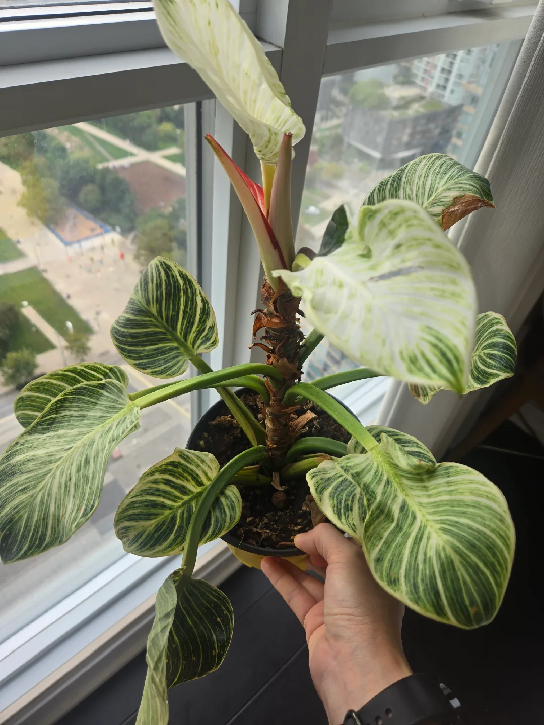 Philodendron Birkin plant