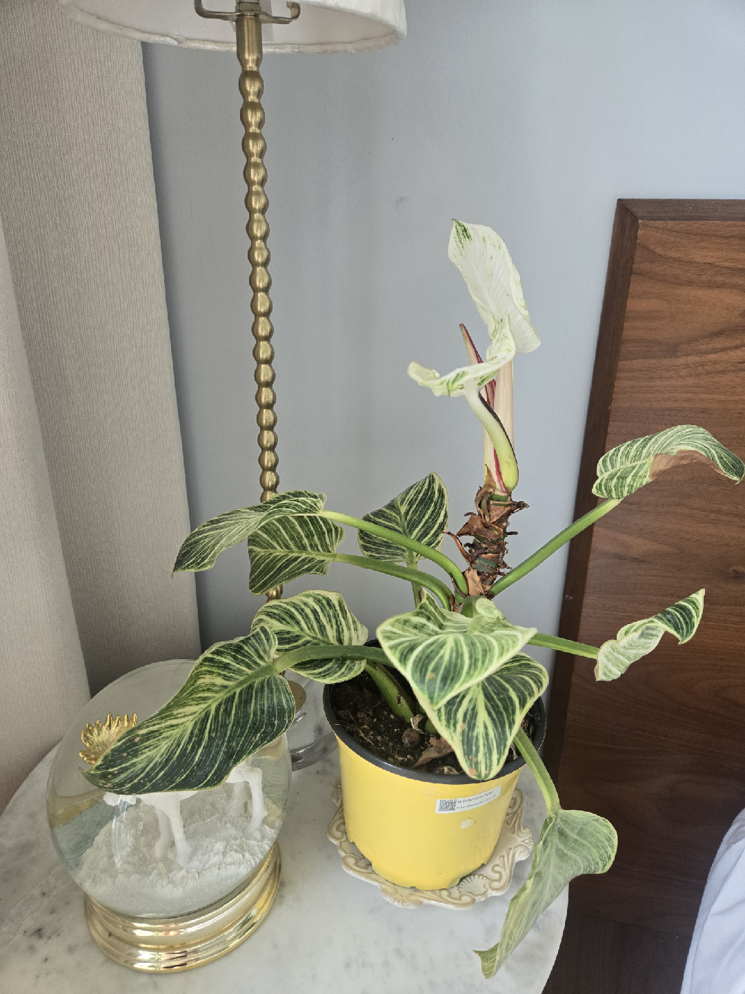 Philodendron Birkin plant - photo 2
