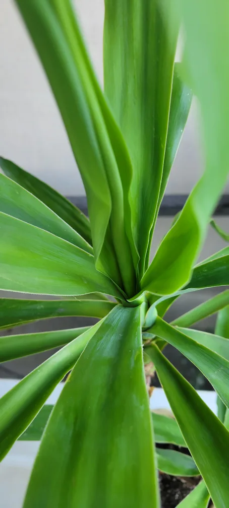 Yucca Plant in Pot image indicator(3)