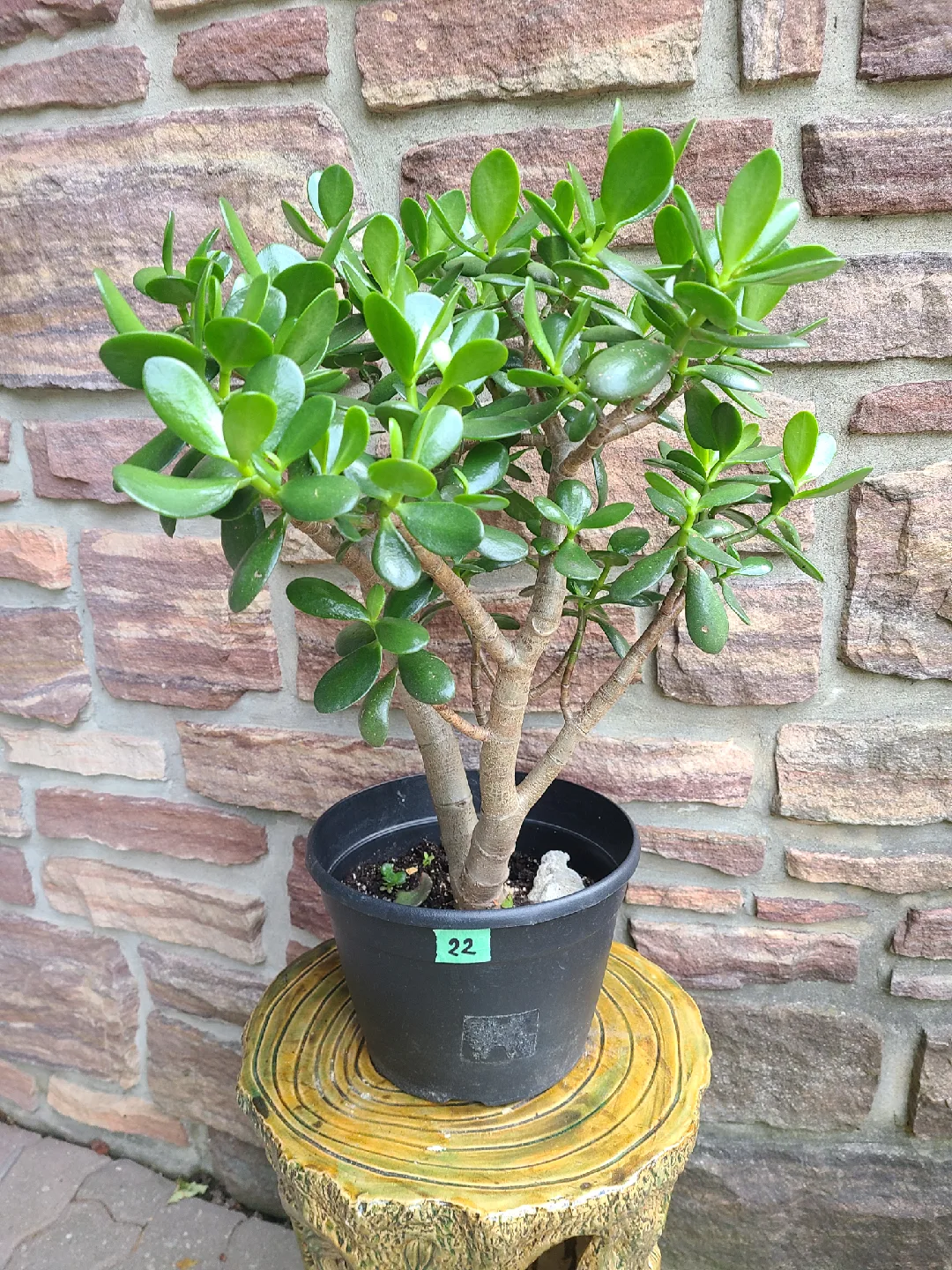 Medium Size Jade Plant #22 image indicator(2)