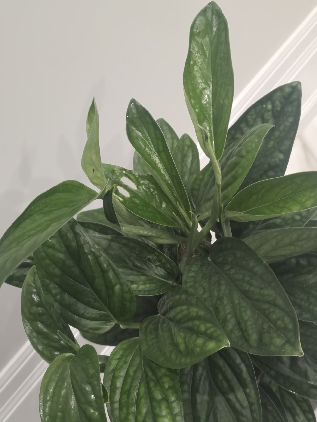 Monstera peru totem