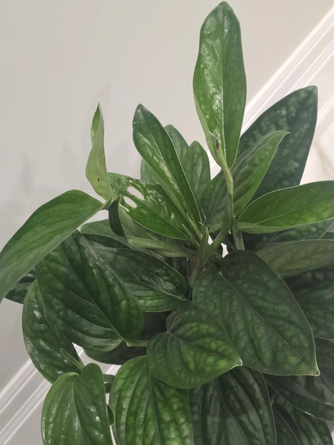 Monstera peru totem thumbnail