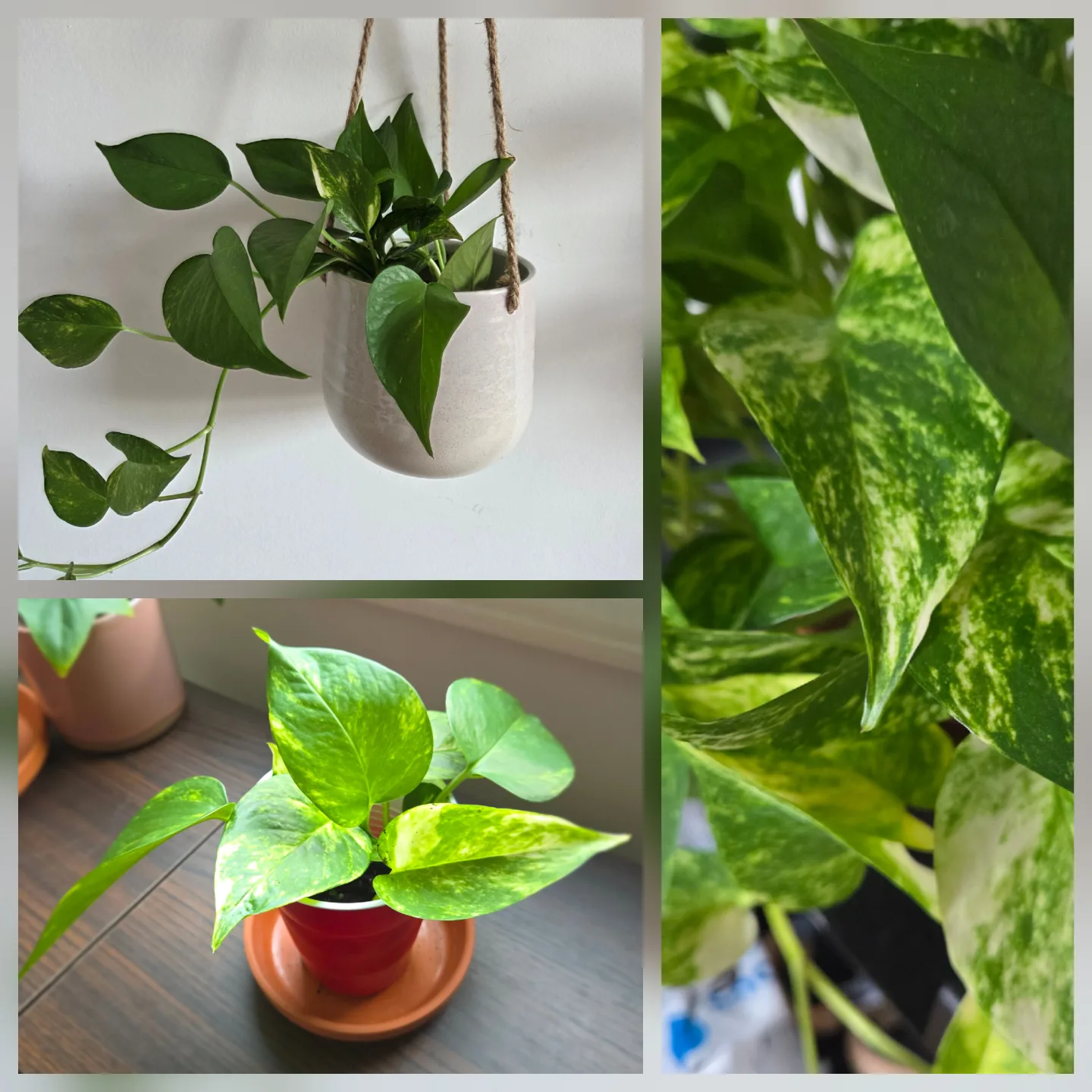 Pothos Plants (4 recent propagations, 1 mature plant) thumbnail