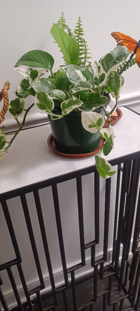 Houseplant arrangement - photo 3