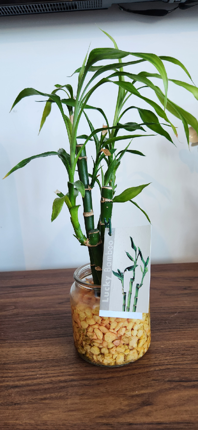 Lucky Bamboo Plant in Glass Jar