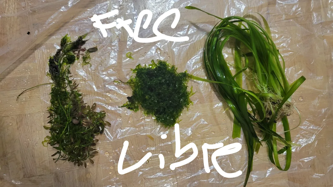 Koi guppies $5 for trio image indicator(5)