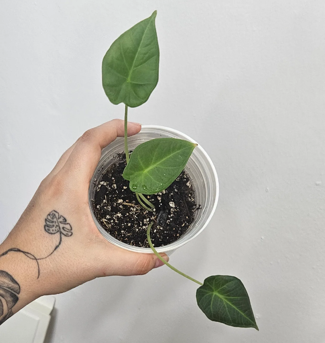 Alocasia Regal Sheild thumbnail