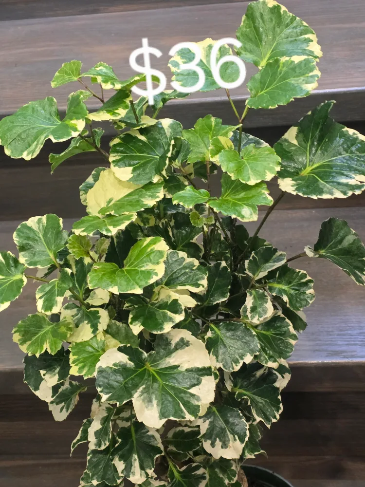 Variegated Aralia Plant thumbnail