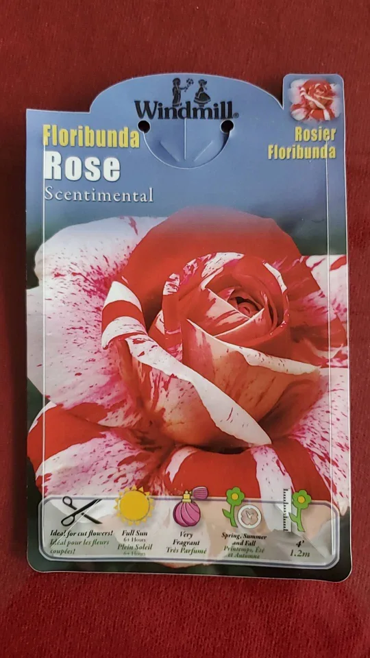 Sentimental-- Floribunda Rose image indicator(4)