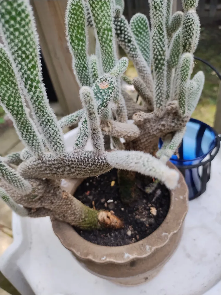 🥕Bunny Ear Cactus image indicator(4)