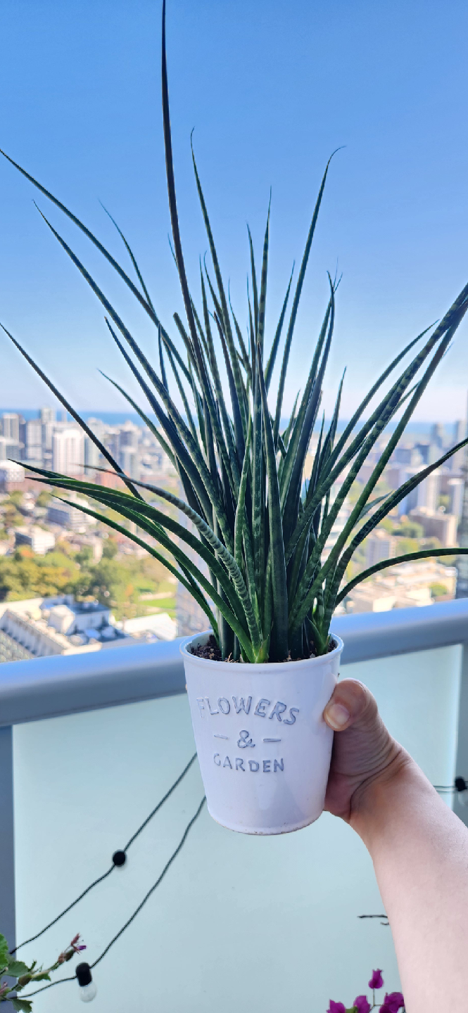 Snake Plant in Decorative Pot