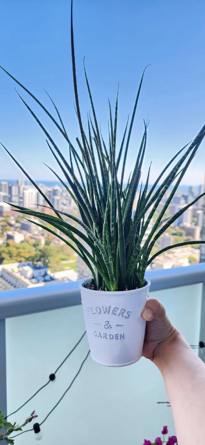 Snake Plant in Decorative Pot thumbnail