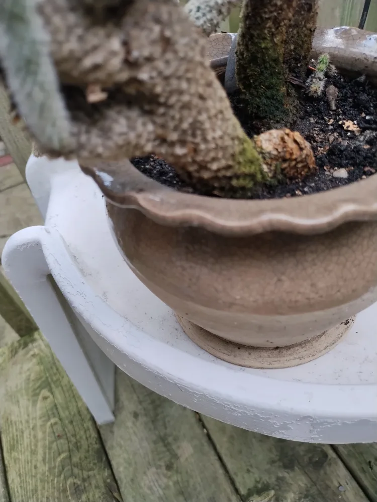 🥕Bunny Ear Cactus image indicator(6)