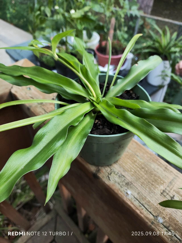 Spider Plant in 4" Pot