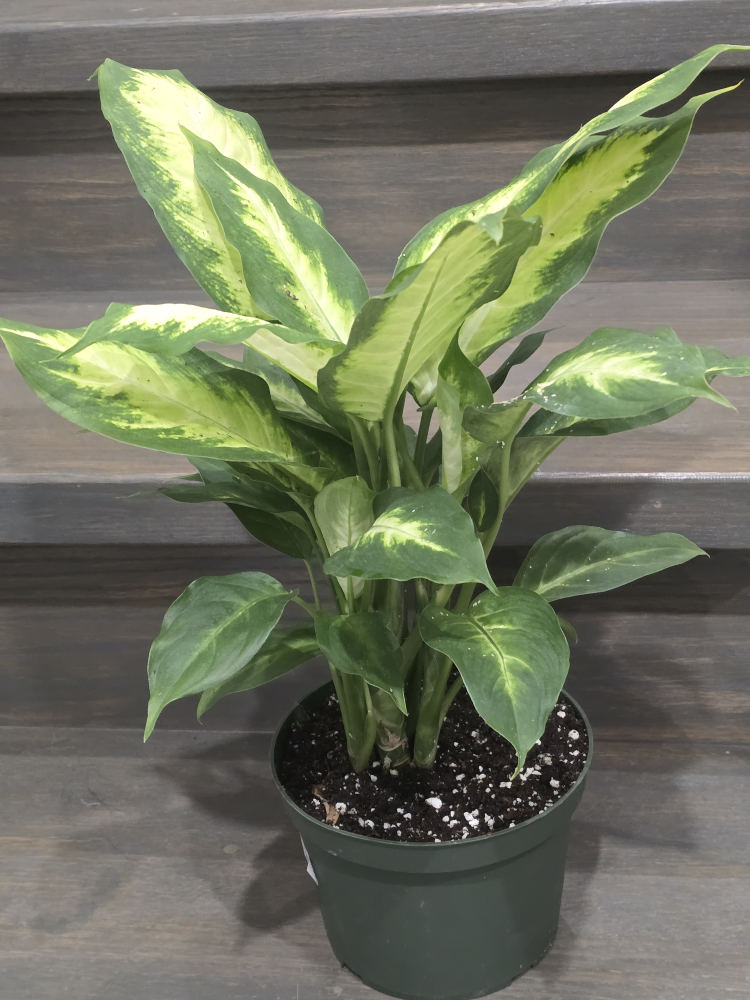 Dieffenbachia Plant in Pot