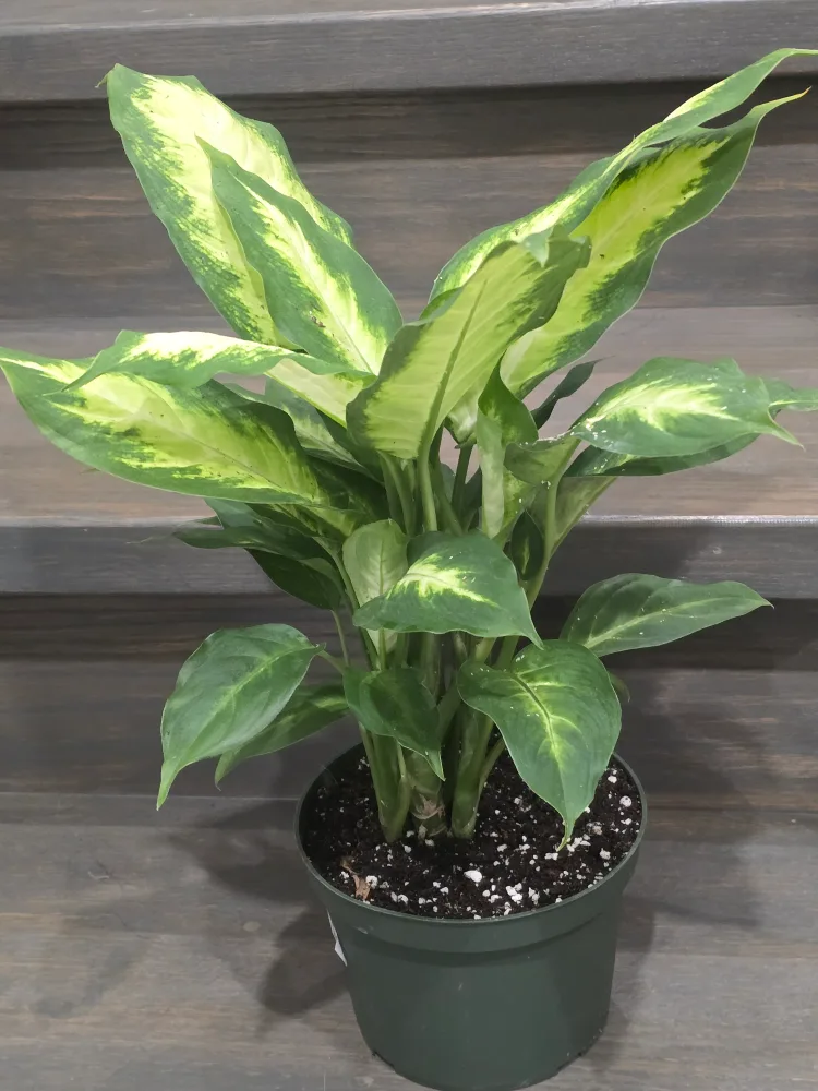 Dieffenbachia Plant in Pot thumbnail