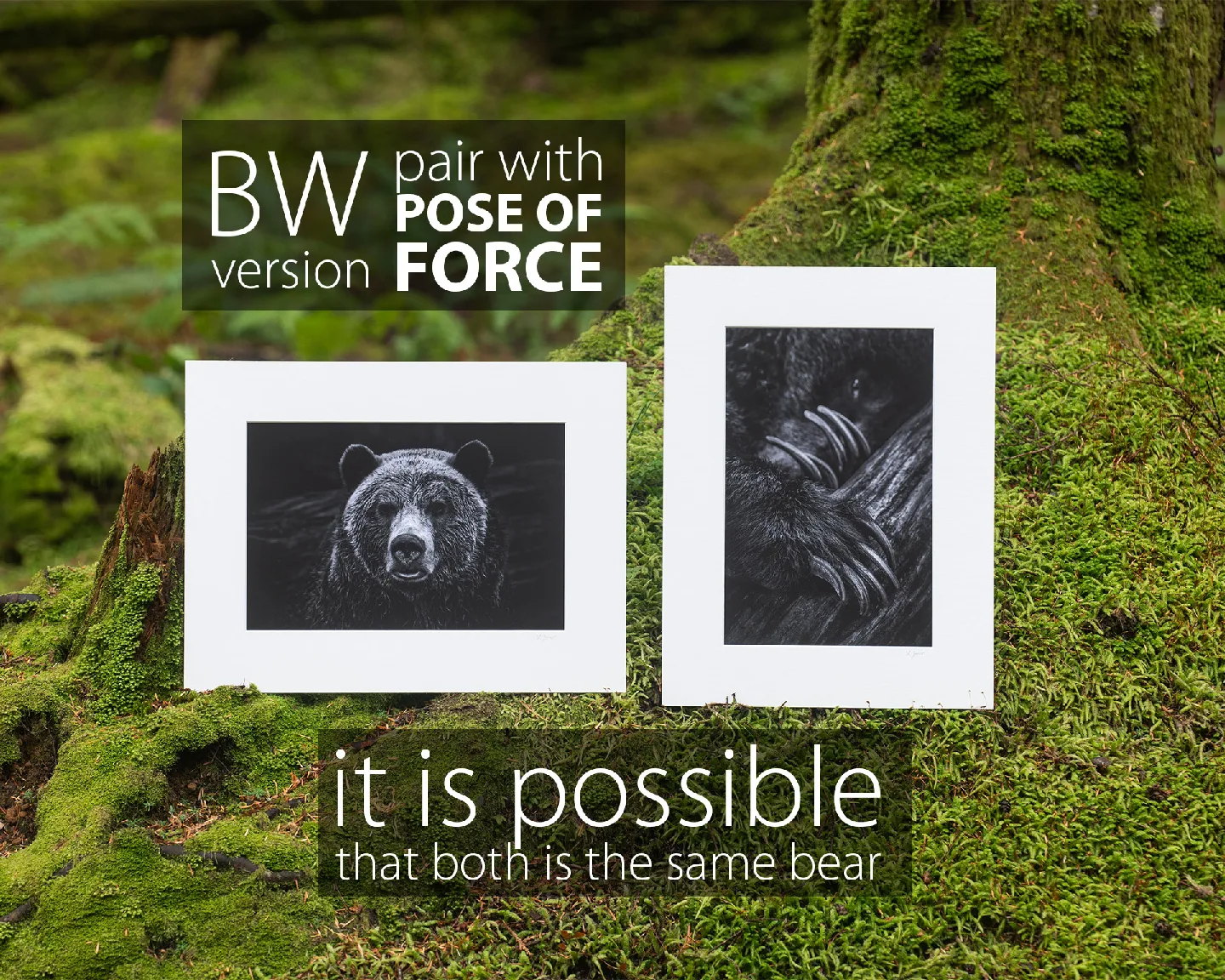 Power of Claws - Grizzly bear - Fine art prints, wall art image indicator(4)