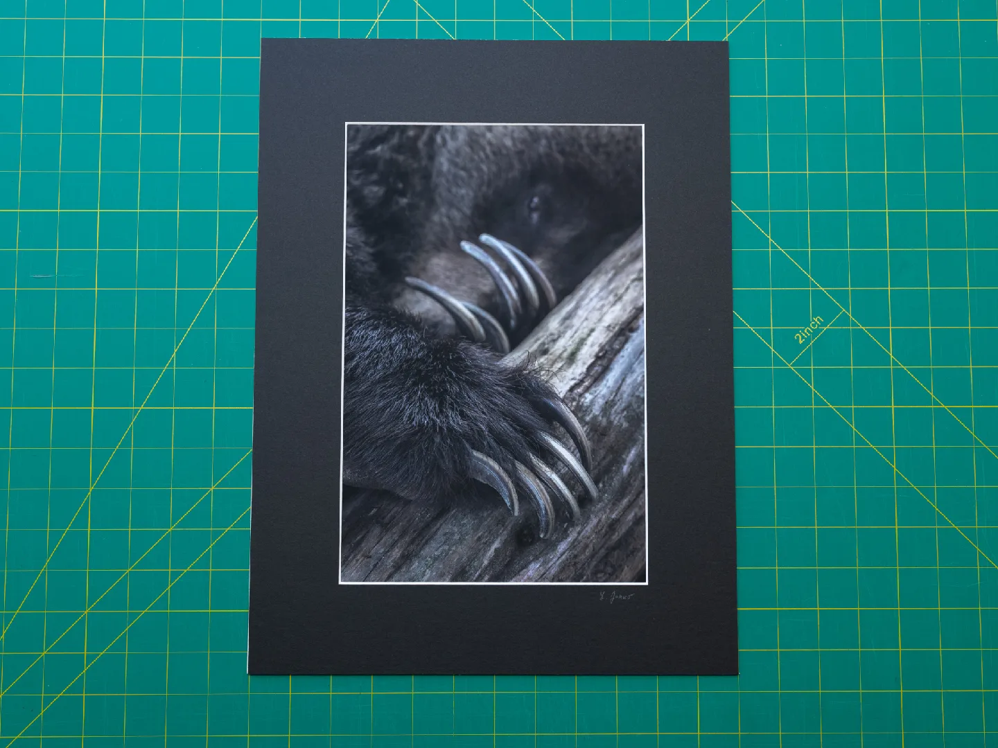 Power of Claws - Grizzly bear - Fine art prints, wall art image indicator(3)