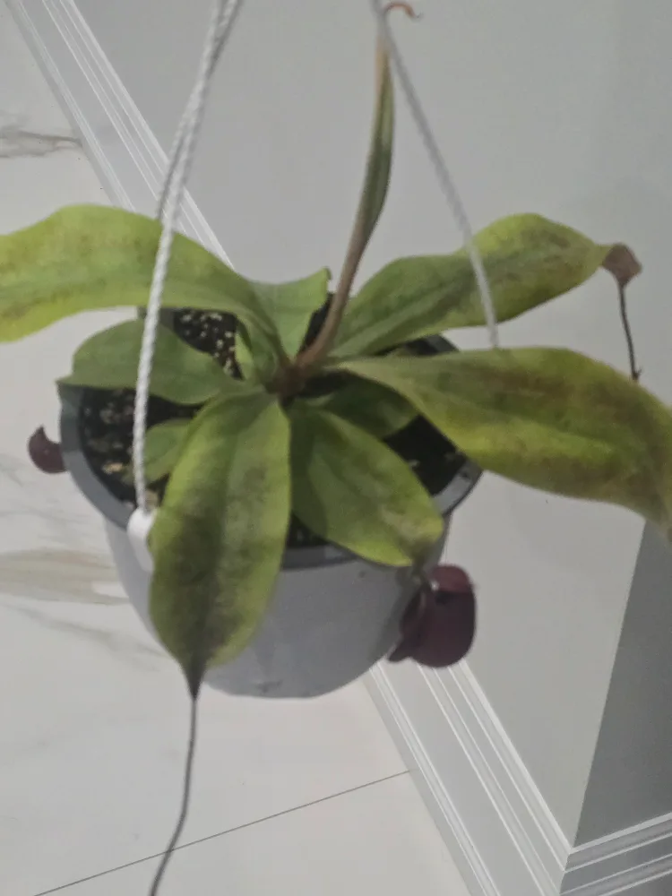 Hanging Pitcher Plant image indicator(2)