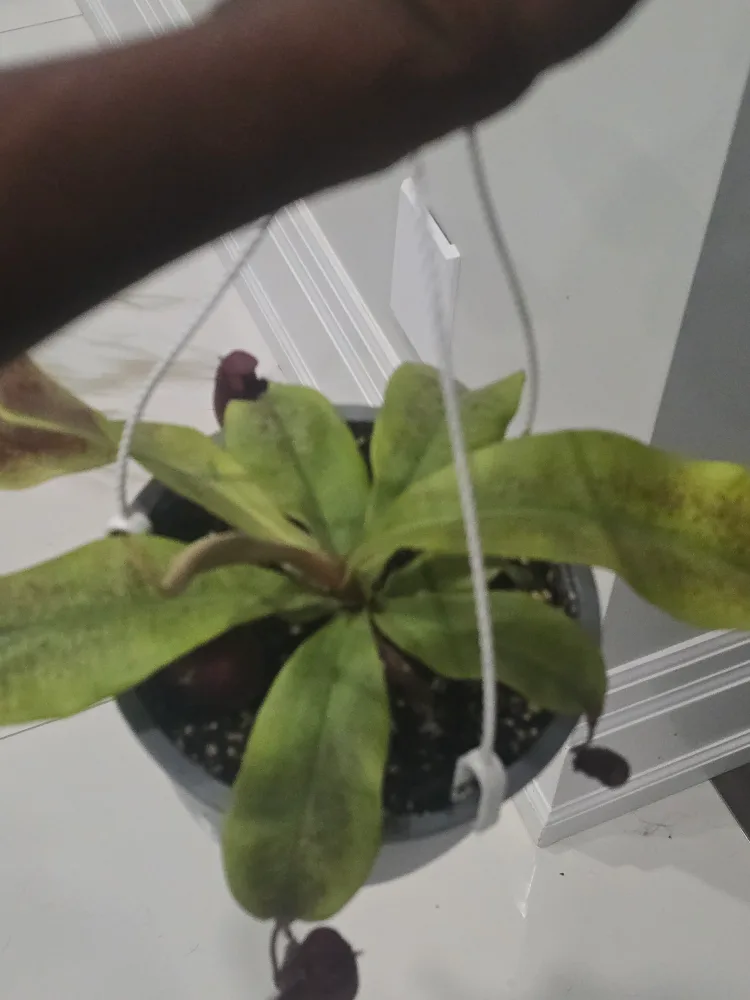 Hanging Pitcher Plant image indicator(3)