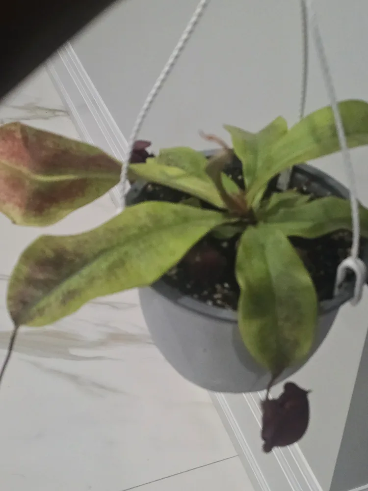Hanging Pitcher Plant image indicator(4)