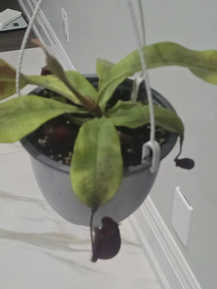 Hanging Pitcher Plant image indicator(6)