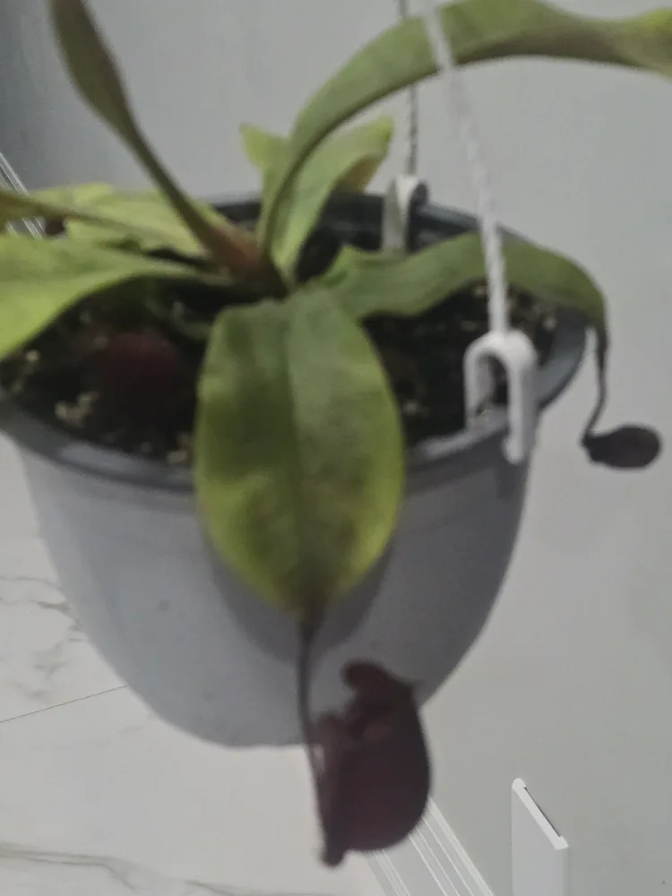 Hanging Pitcher Plant image indicator(7)