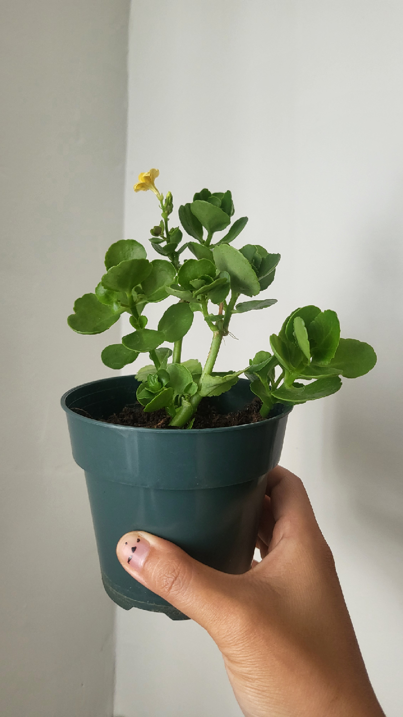Potted Kalanchoe Plant with Yellow Flower