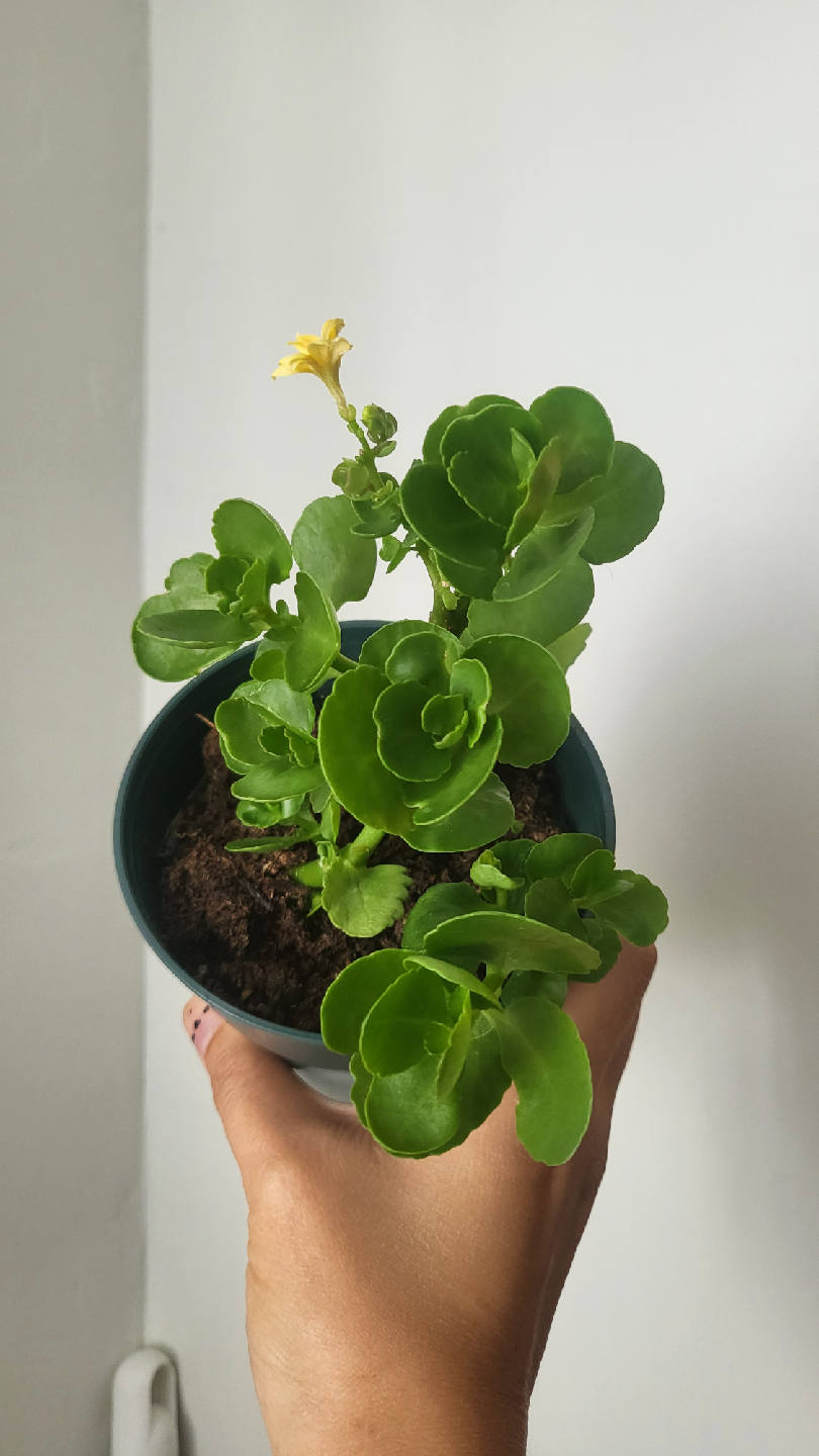 Potted Kalanchoe Plant with Yellow Flower - photo 2