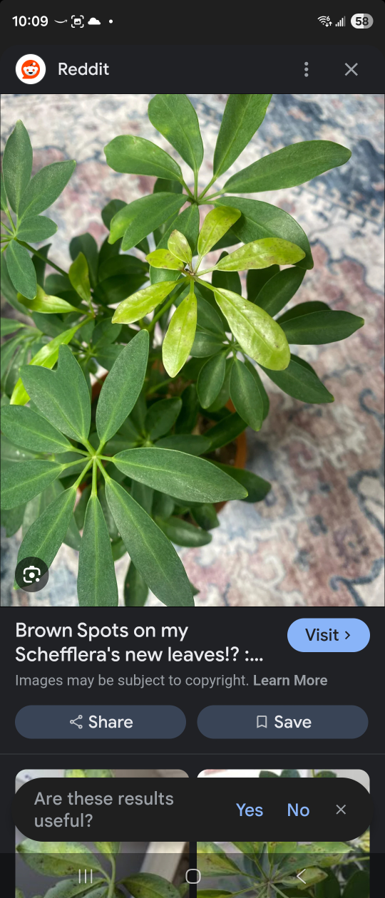 Schefflera Plant in Barrel Pot - photo 3