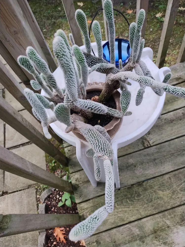 🥕Bunny Ear Cactus image indicator(5)