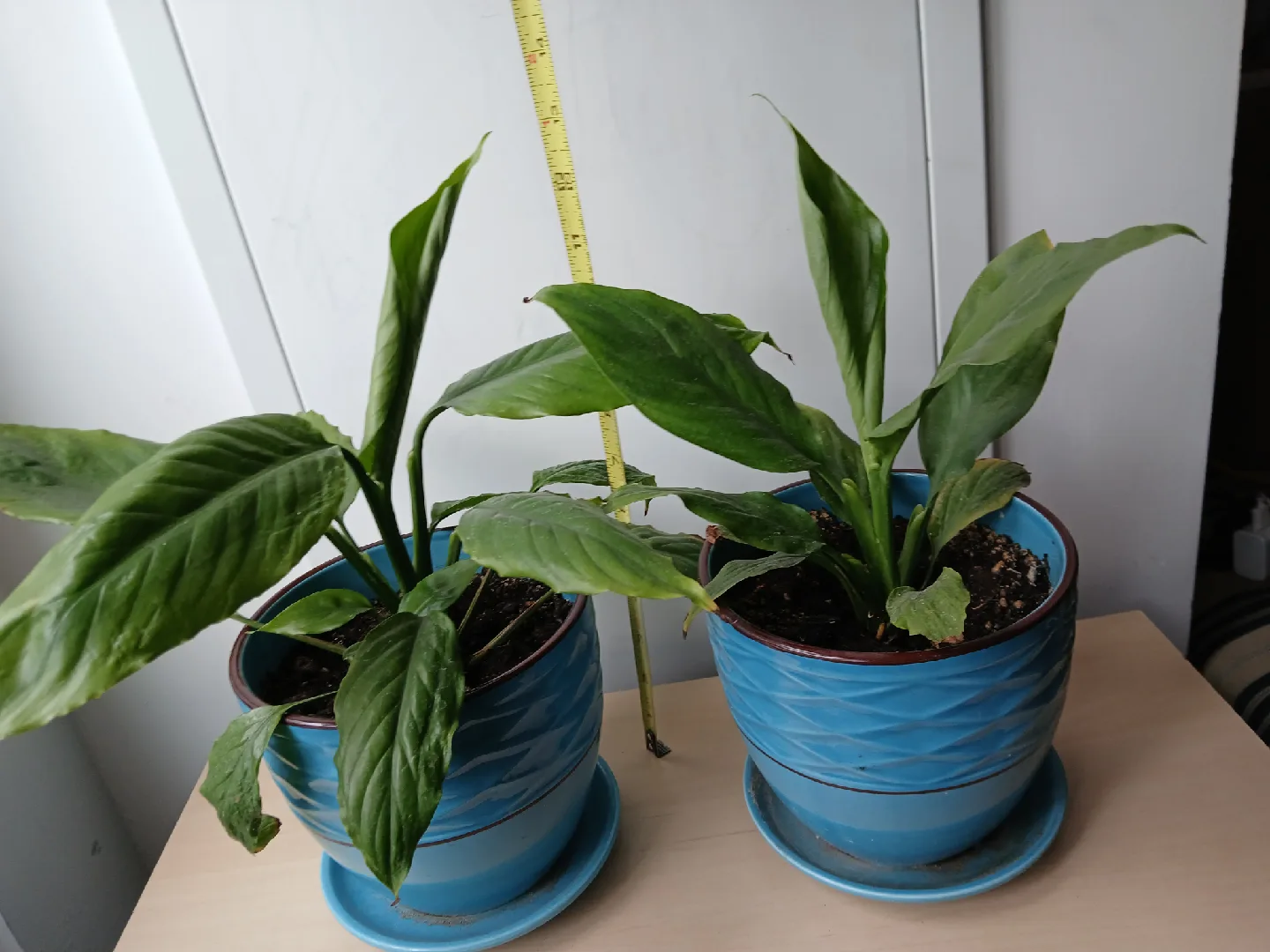 2 Potted Peace Lily. Comes with pot. $11 EACH. Non-negotiable thumbnail