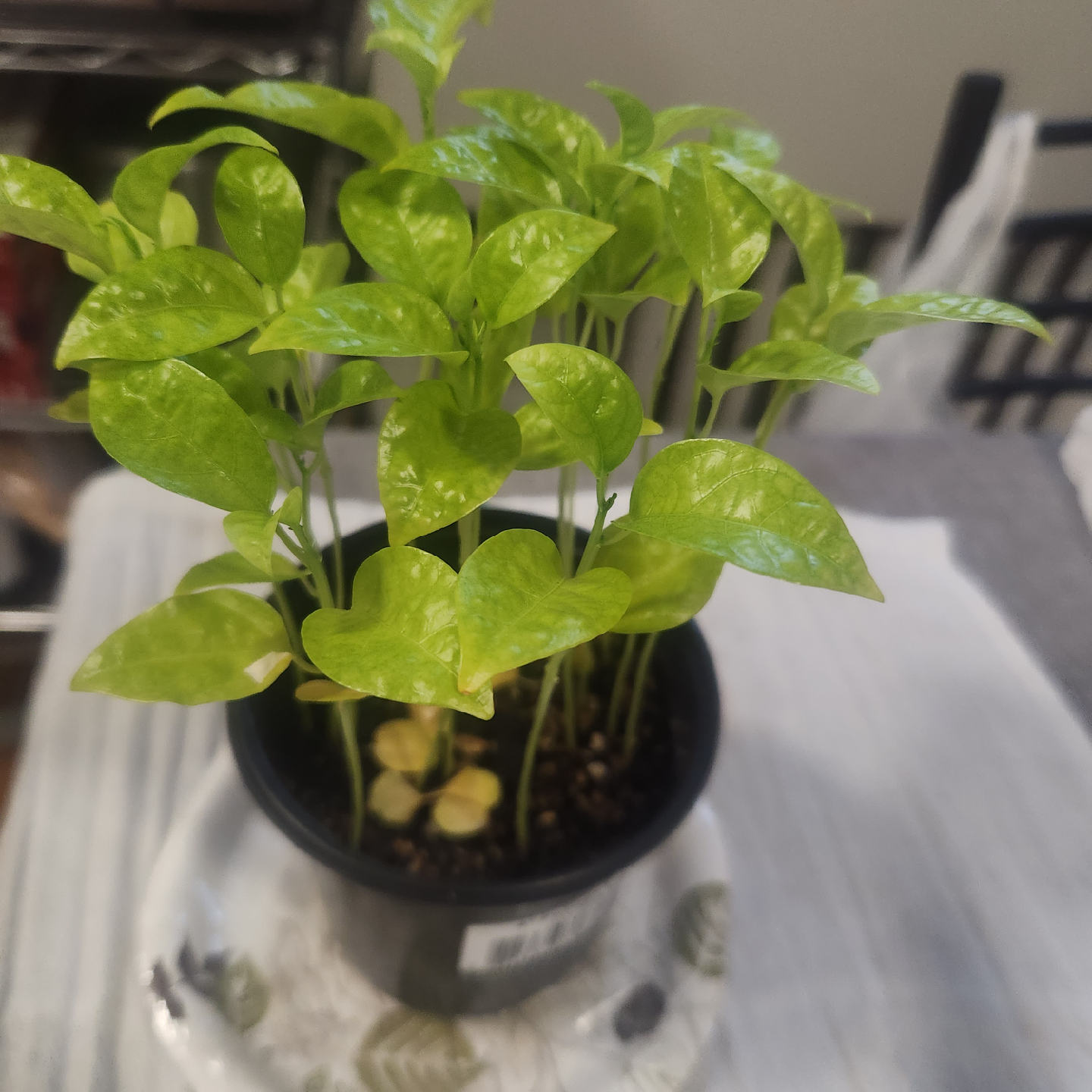 🥕 Potted passion fruit plant