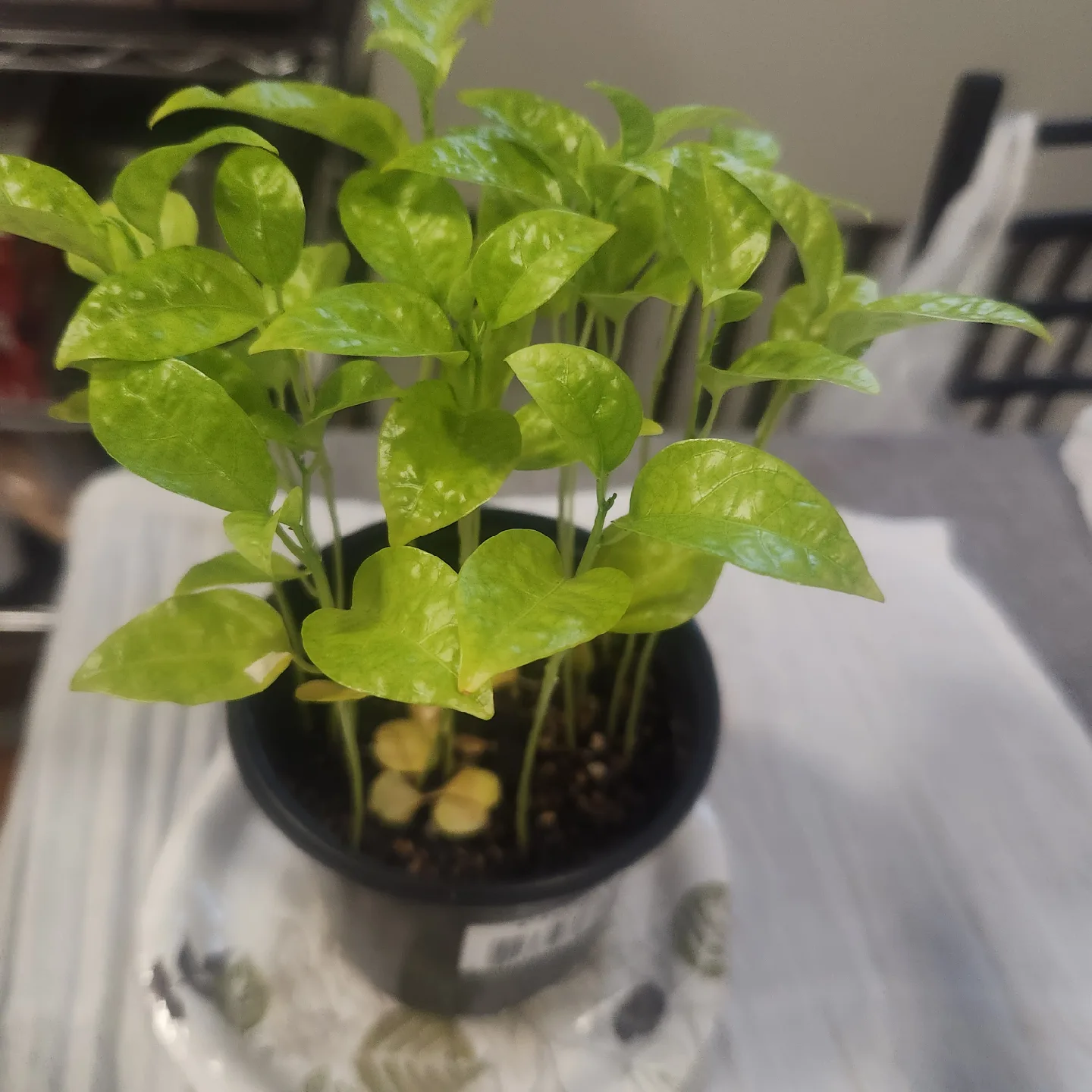 🥕 Potted passion fruit plant thumbnail
