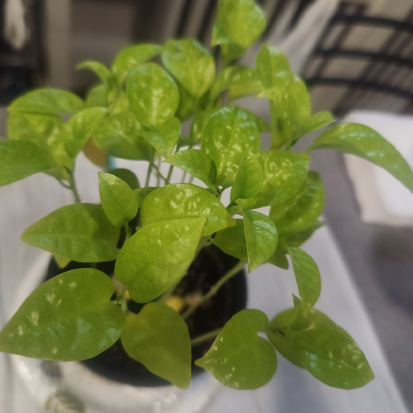 🥕 Potted passion fruit plant - photo 2