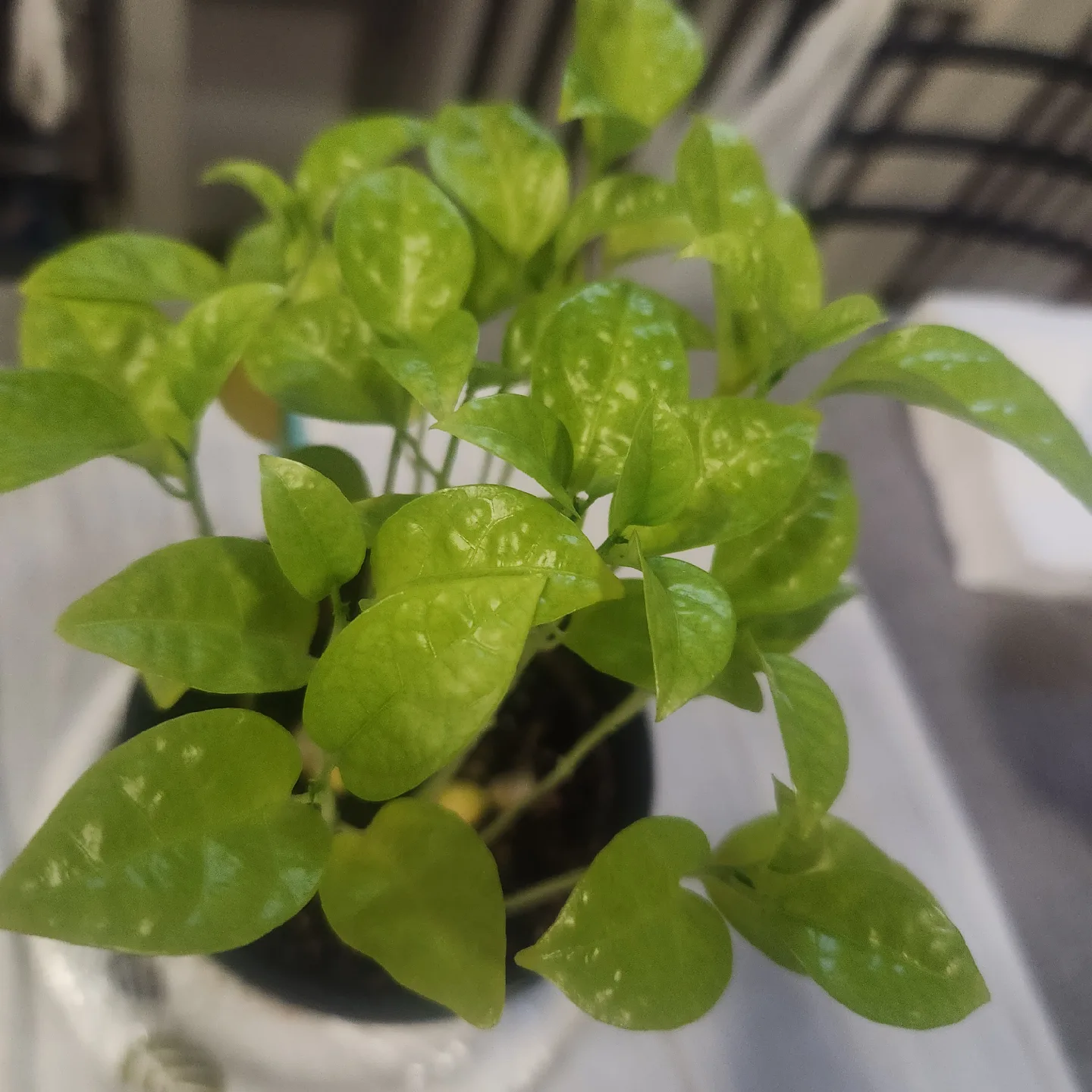 🥕 Potted passion fruit plant image indicator(2)