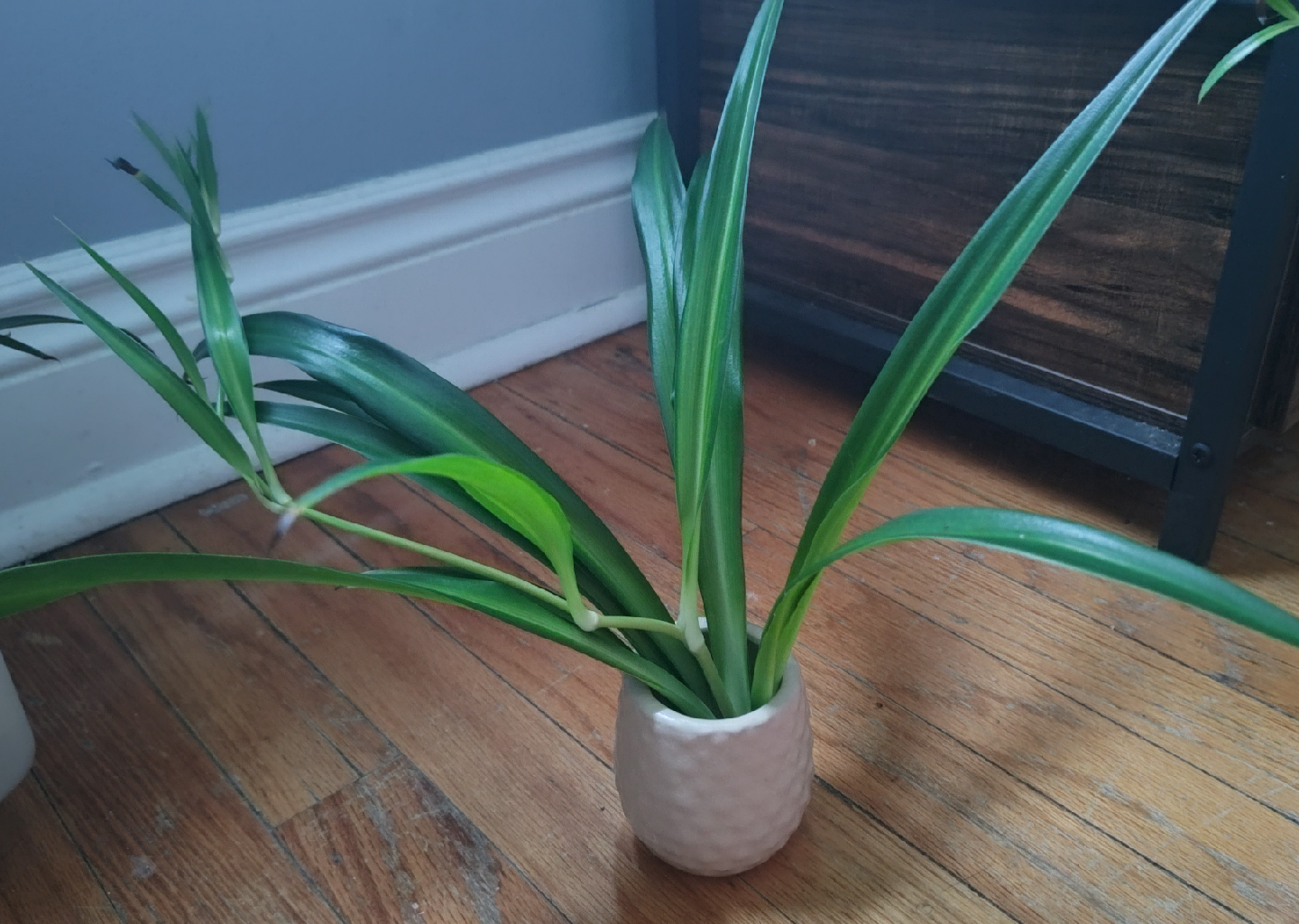 Spider Plant Propagation