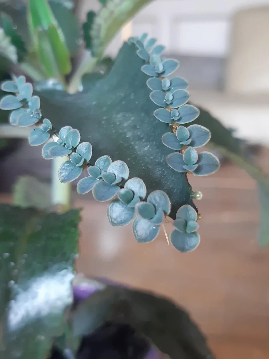 Mother of thousands plant and ceramic thumbnail