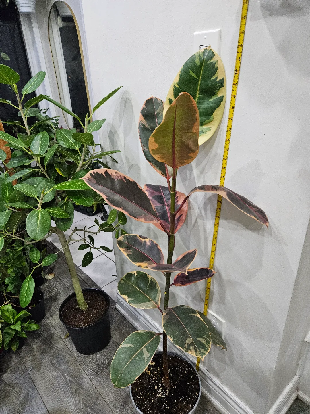 Ficus Elastica Ruby & Audrey Plants thumbnail