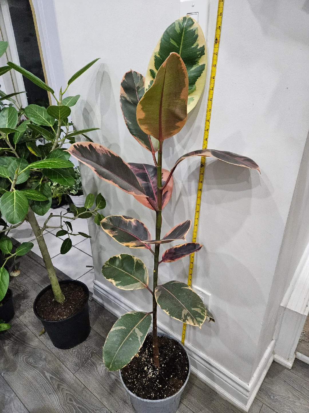 Ficus Elastica Ruby & Audrey Plants image indicator(3)