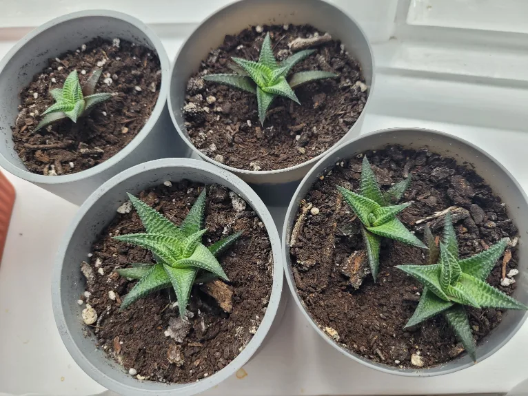 5 Succulents (Fairy Washboard) thumbnail