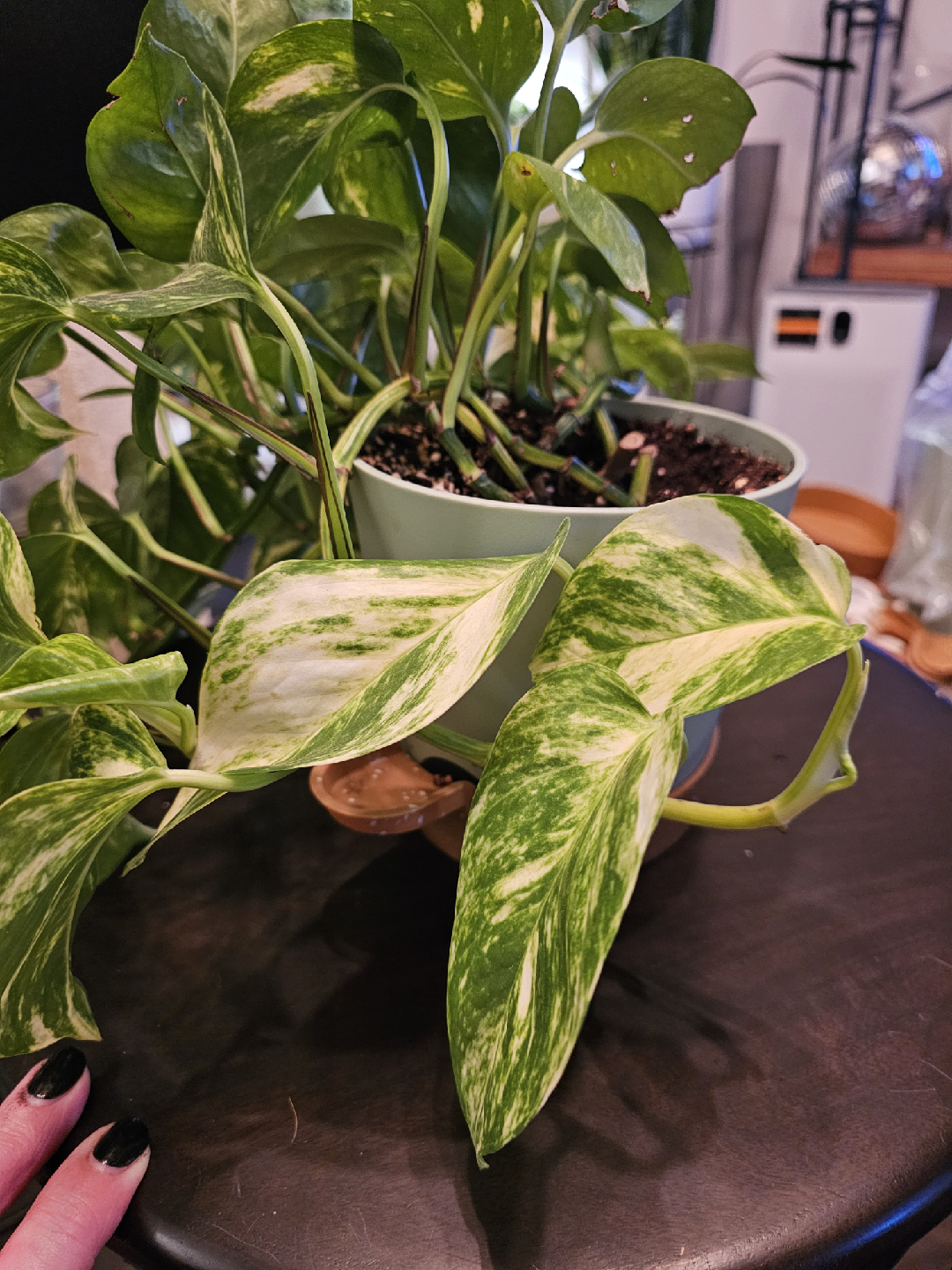Golden Hawaiian Pothos Plant - photo 4